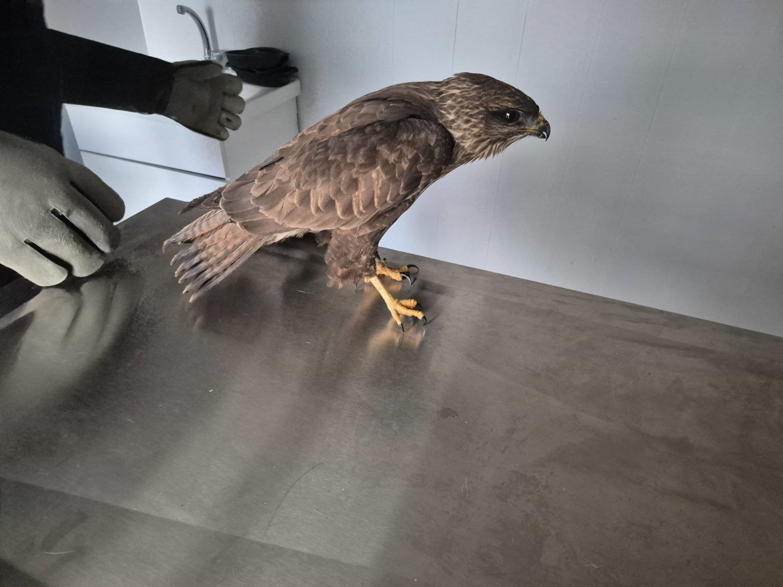 Germencik Belediyesi Yaralı Şahini Tedavi Etti (3)