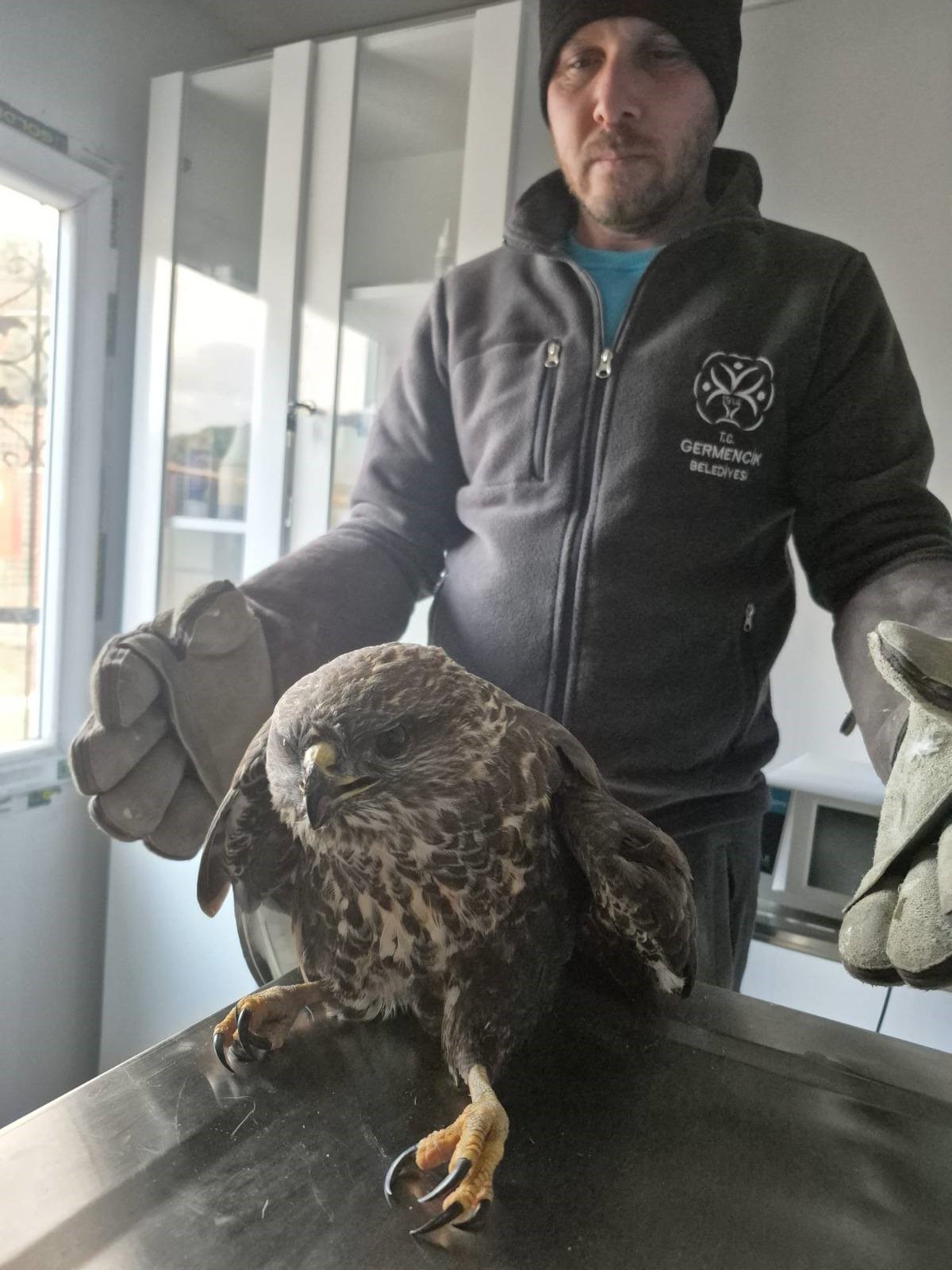 Germencik Belediyesi Yaralı Şahini Tedavi Etti (4)