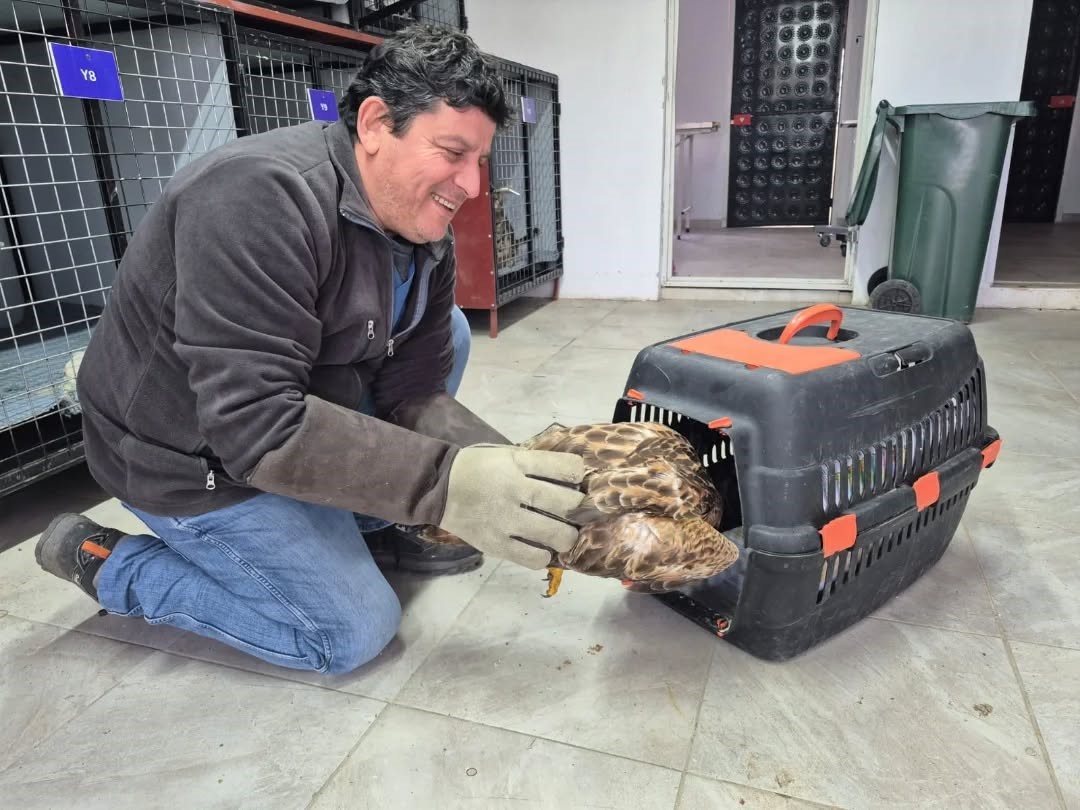 Germencik'te Belediyenin Ihbar Hattı Yaban Hayvanlarına Da Umut Oluyor (2)