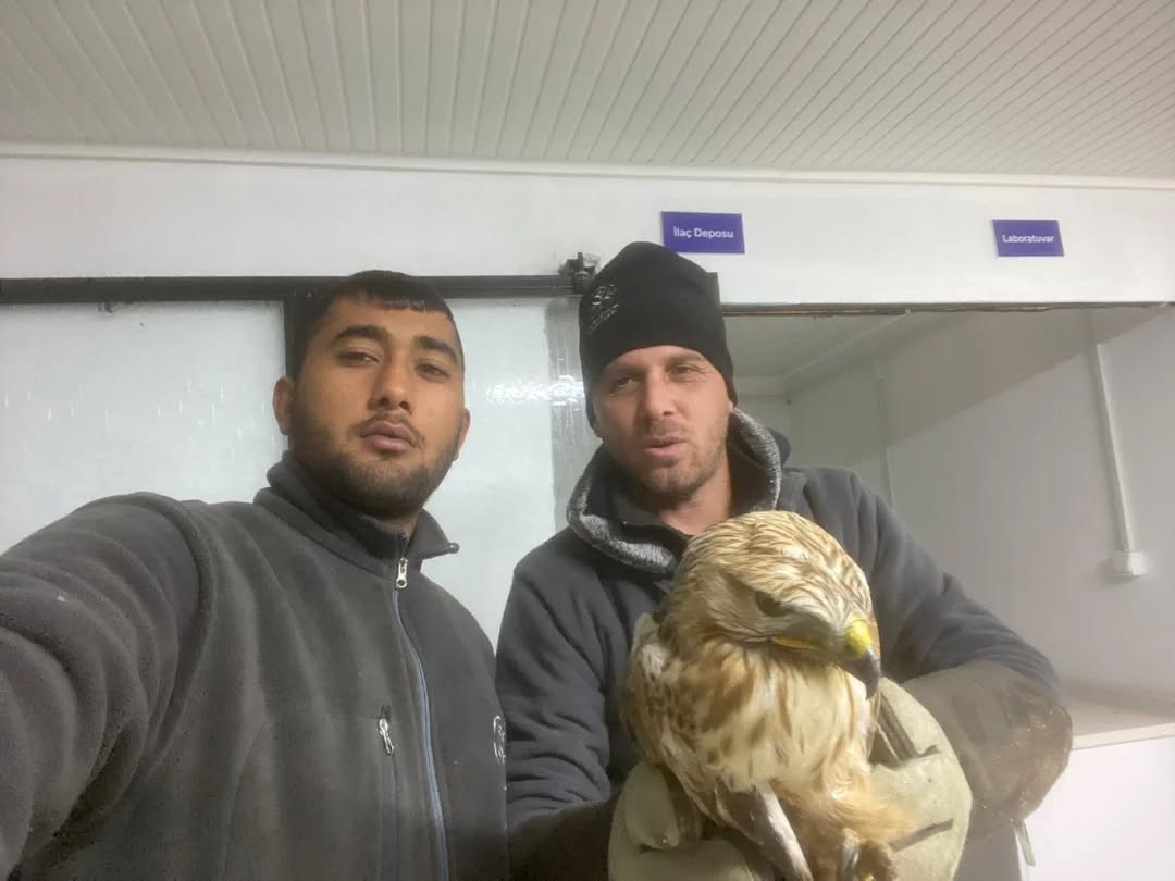 Germencik'te Belediyenin Ihbar Hattı Yaban Hayvanlarına Da Umut Oluyor (3)