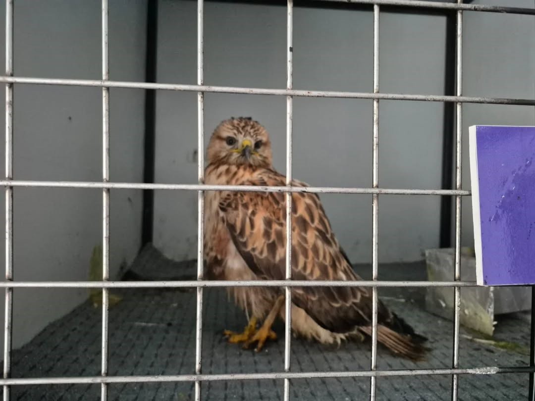 Germencik'te Belediyenin Ihbar Hattı Yaban Hayvanlarına Da Umut Oluyor (4)