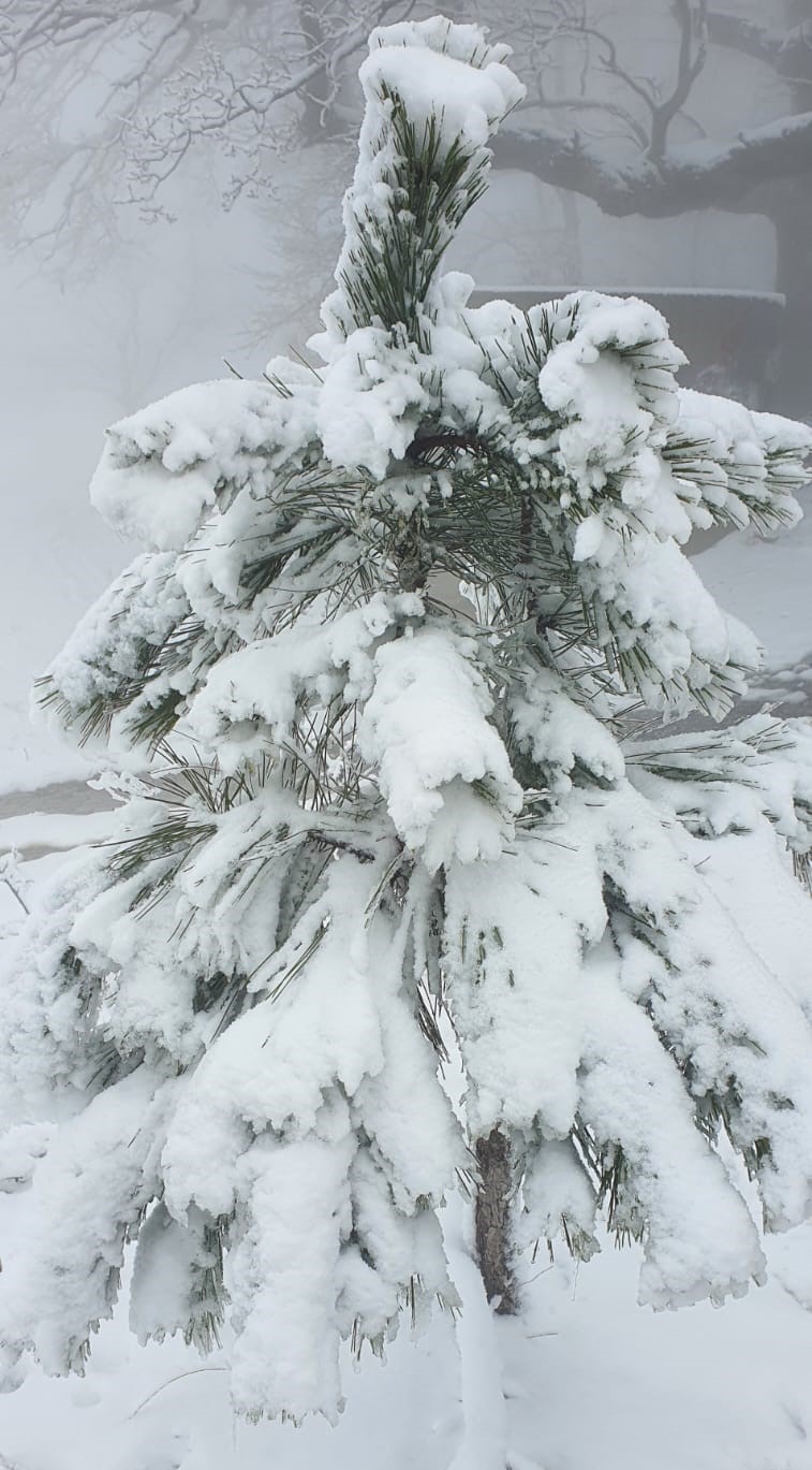 Kar Yağdığını Haber Alan Aydınlılar Buraya Akın Etti (5)