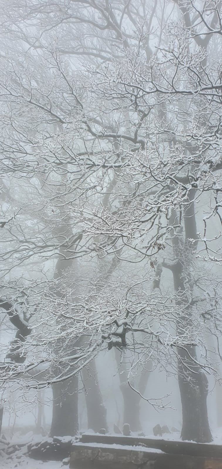Kar Yağdığını Haber Alan Aydınlılar Buraya Akın Etti (6)