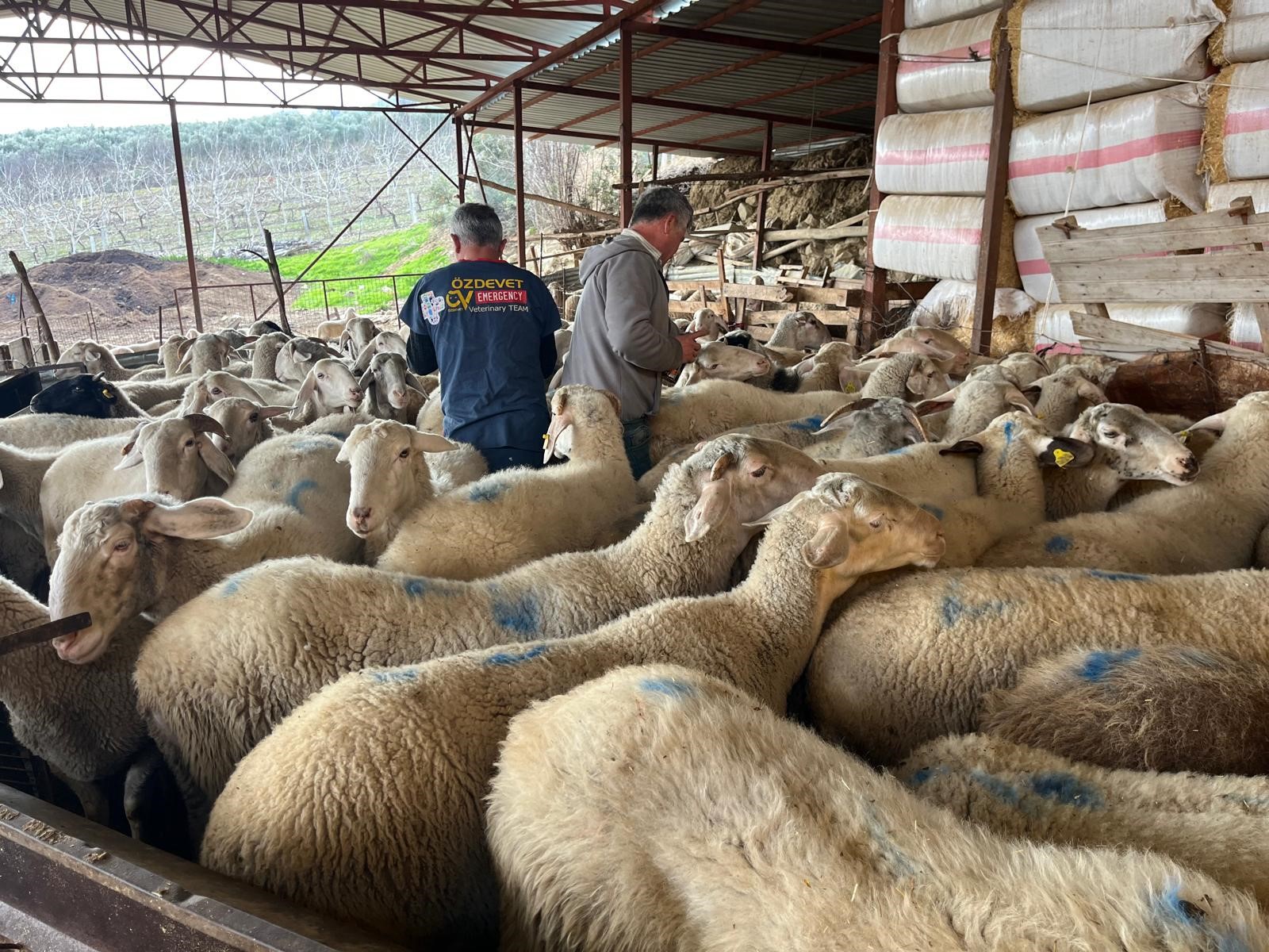 Kuzular Soğuk Havada Dünyaya Geldi (3)