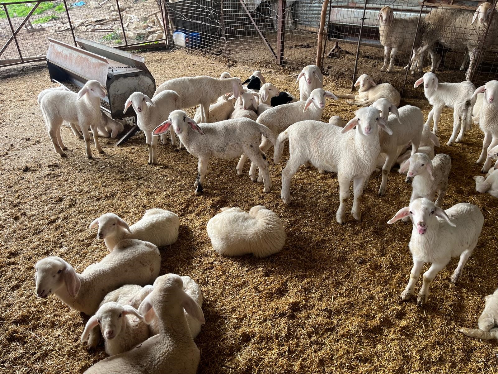 Kuzular Soğuk Havada Dünyaya Geldi (4)