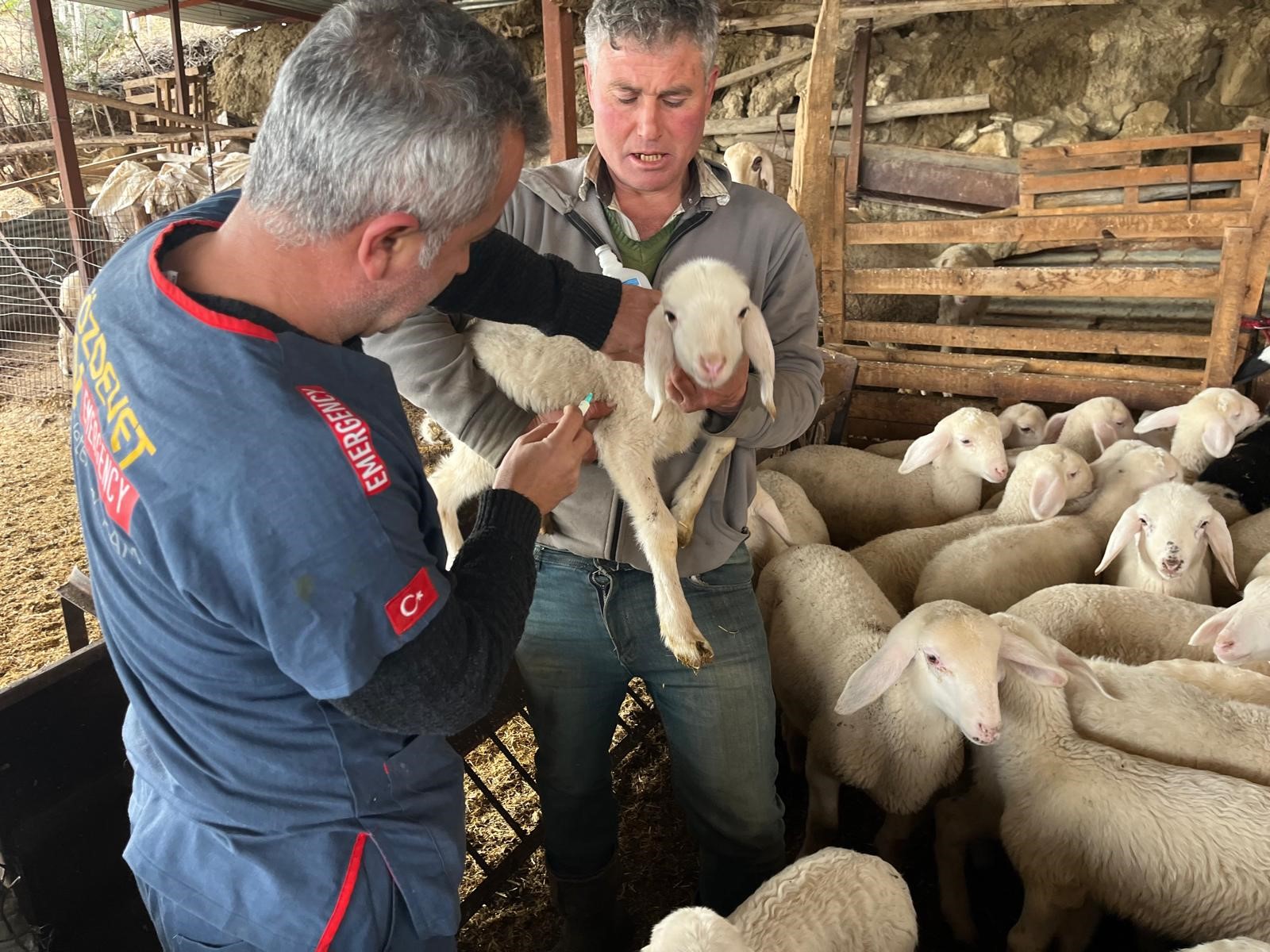 Kuzular Soğuk Havada Dünyaya Geldi (6)