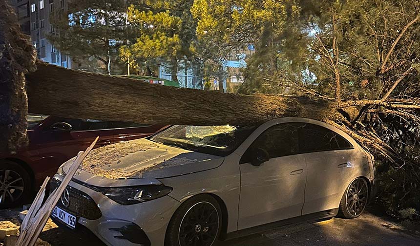 Lüks Otomobil Devrilen Ağacın Altında Kaldı (1)