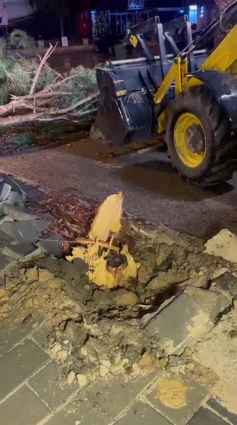 Lüks Otomobil Devrilen Ağacın Altında Kaldı (5)