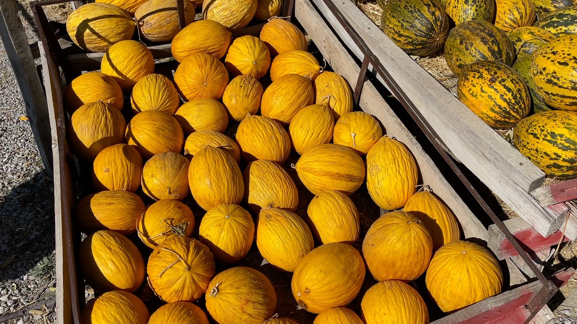 Mühendis Dede Emekliliğini Kavuna Adadı (5)