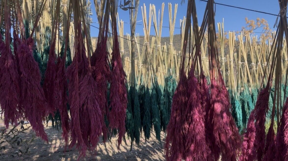 Nergis Ve Kuru Çiçek Festivali Başlıyor (4)