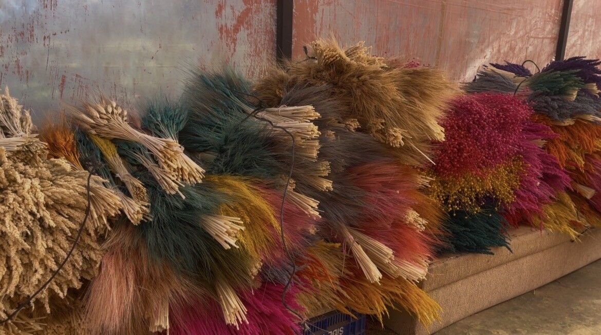 Nergis Ve Kuru Çiçek Festivali Başlıyor (5)