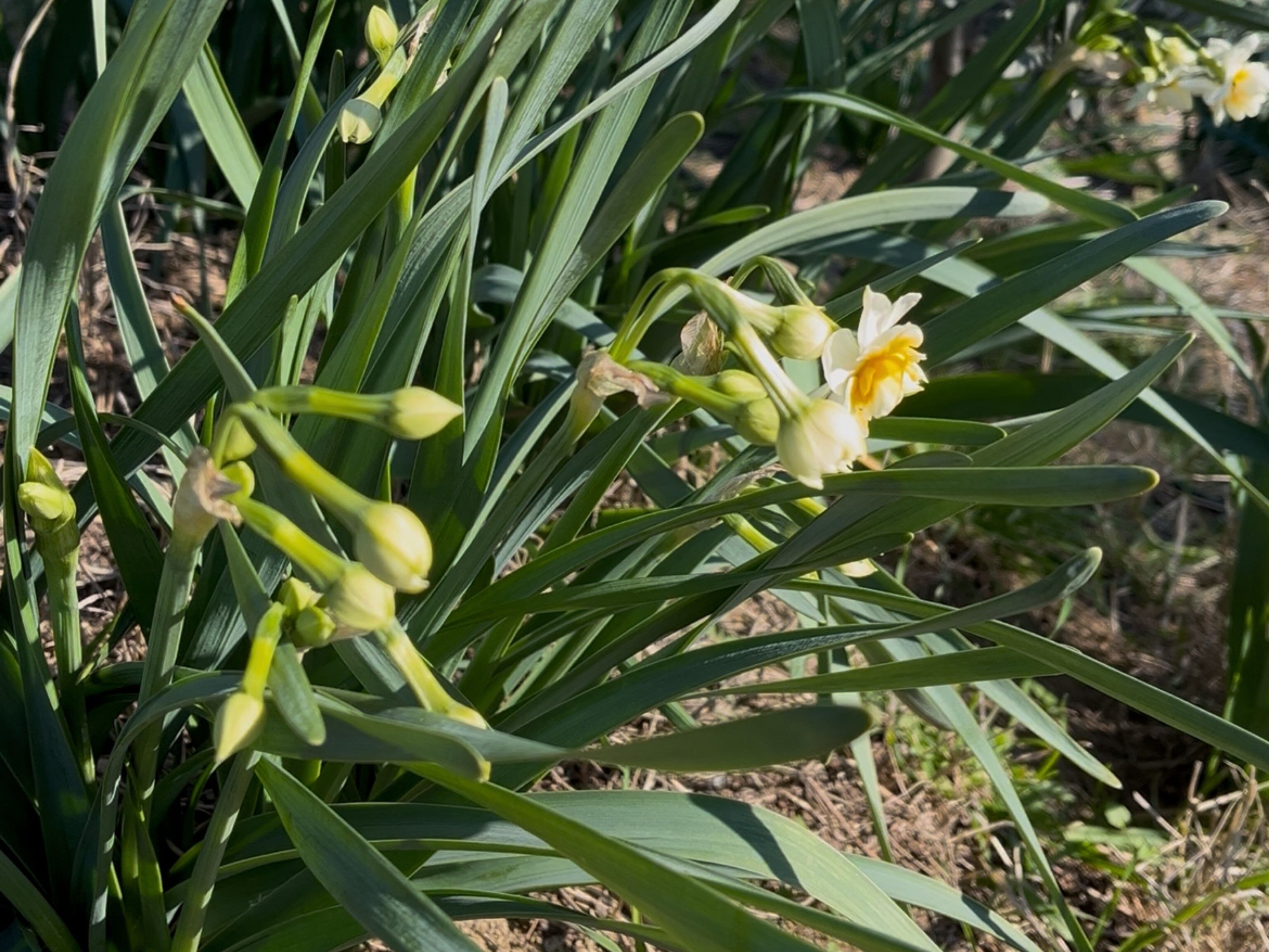 Nergis Ve Kuru Çiçek Festivali Başlıyor (7)