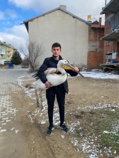 Sokakta Gezerken Pelikan Buldu (2)