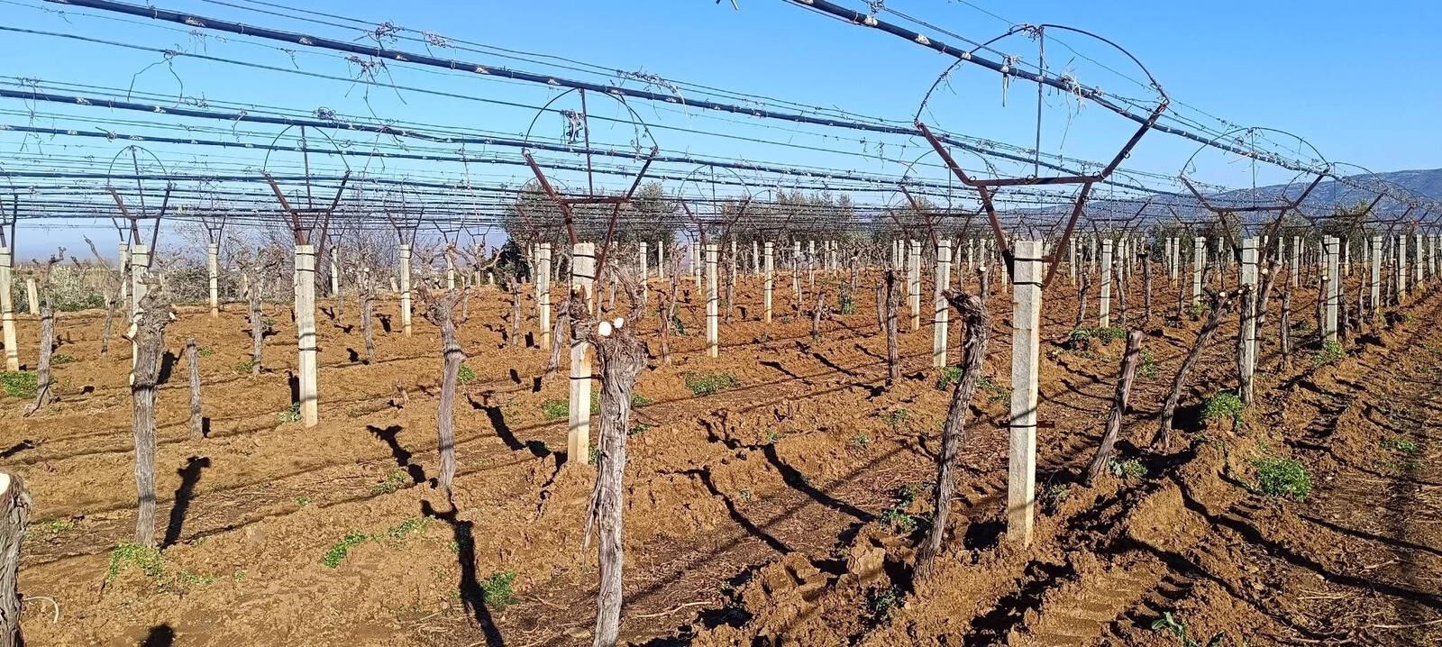 Üzüm Üreticisi Yenilik Peşinde (2)