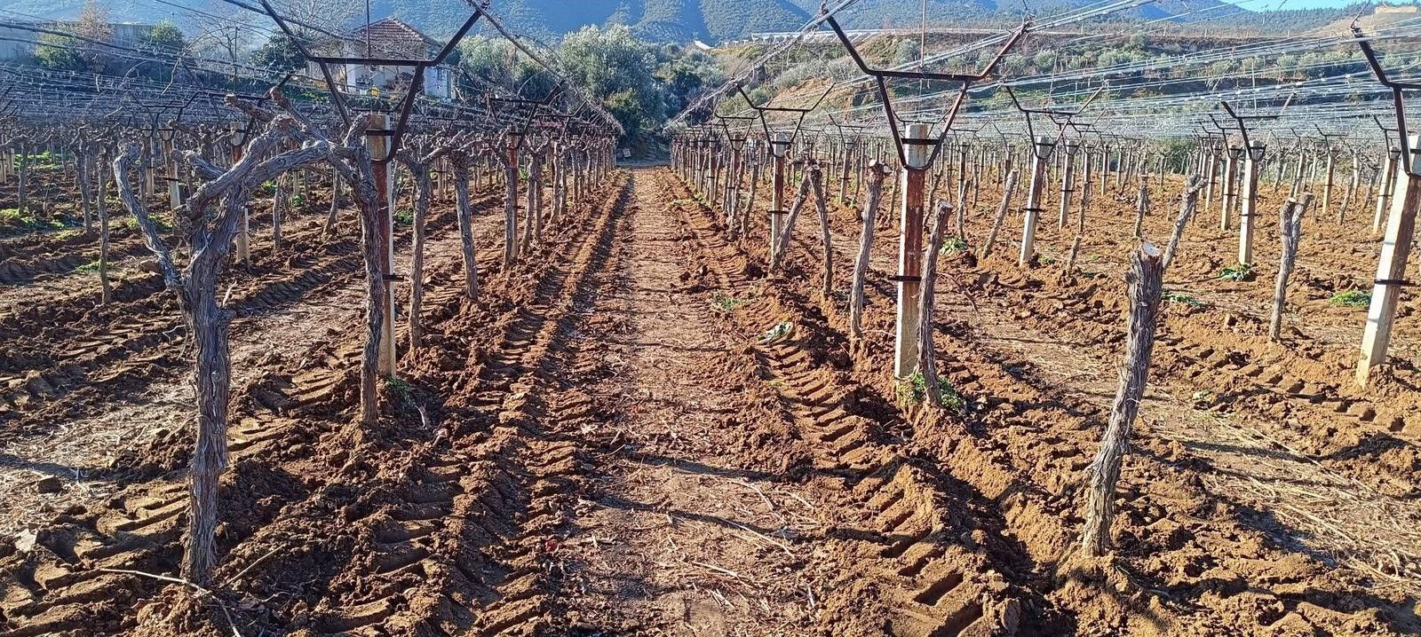 Üzüm Üreticisi Yenilik Peşinde (5)