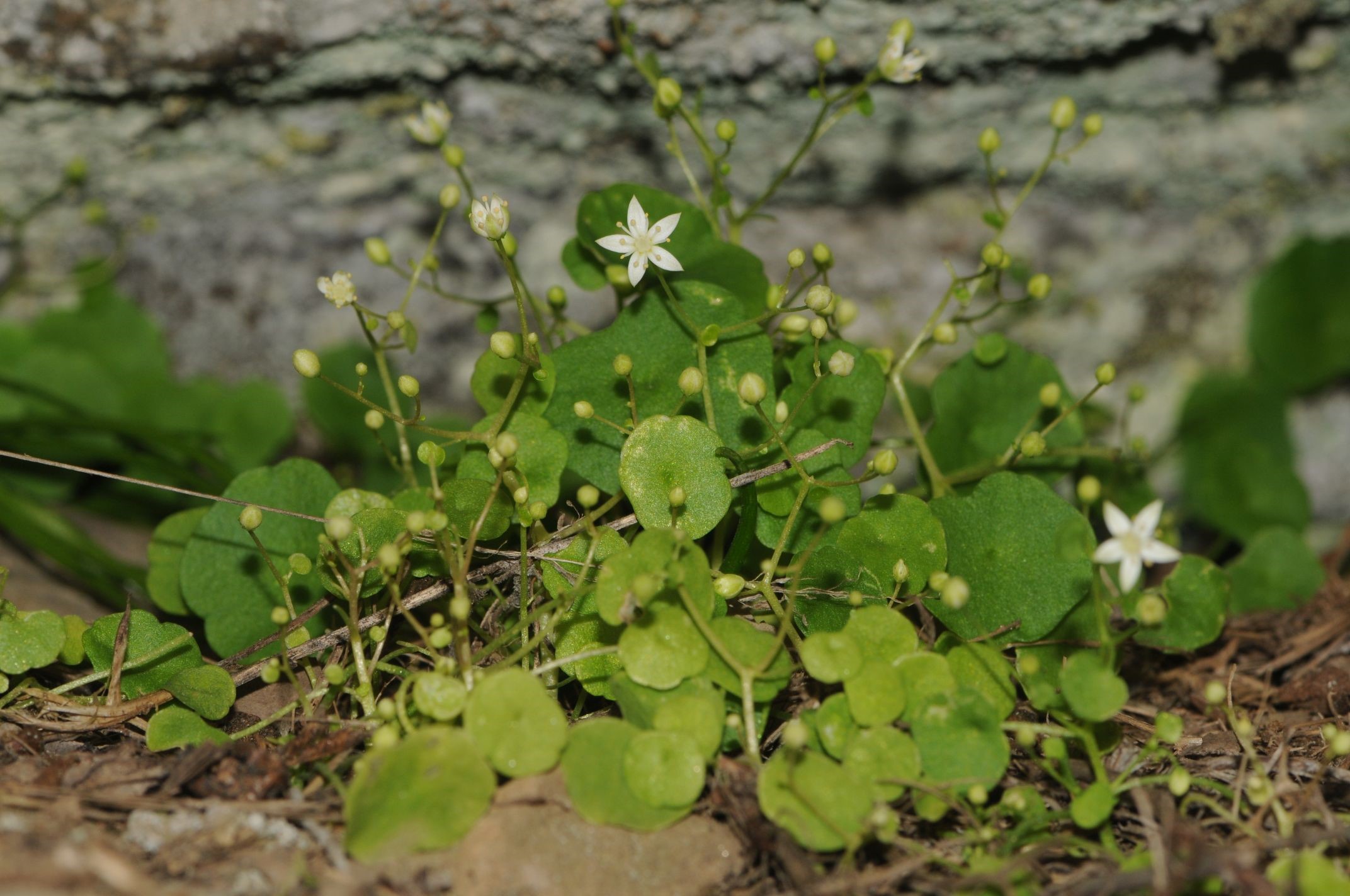 Yeni Bitki Türü Keşfedildi (2)