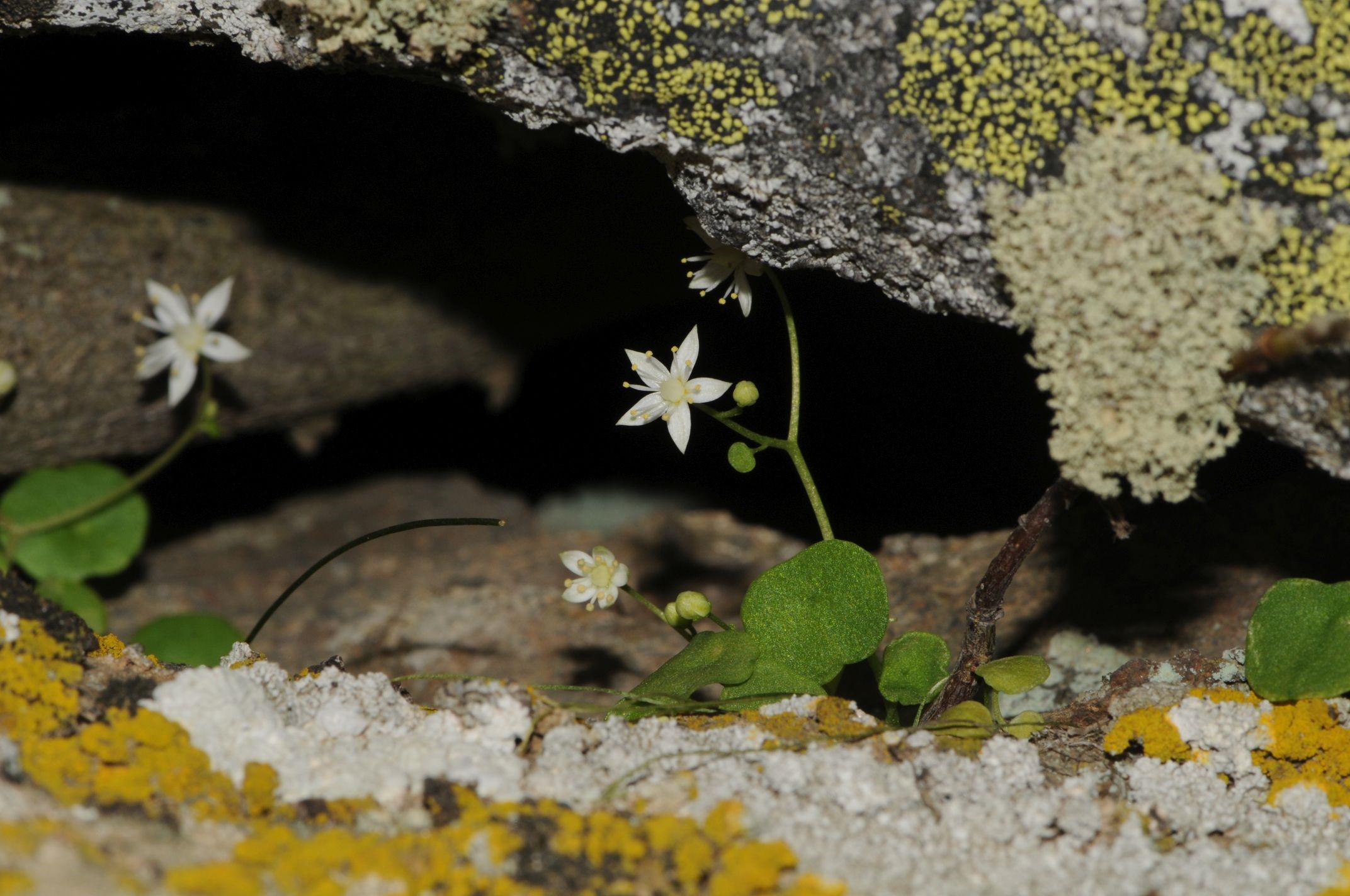 Yeni Bitki Türü Keşfedildi (4)