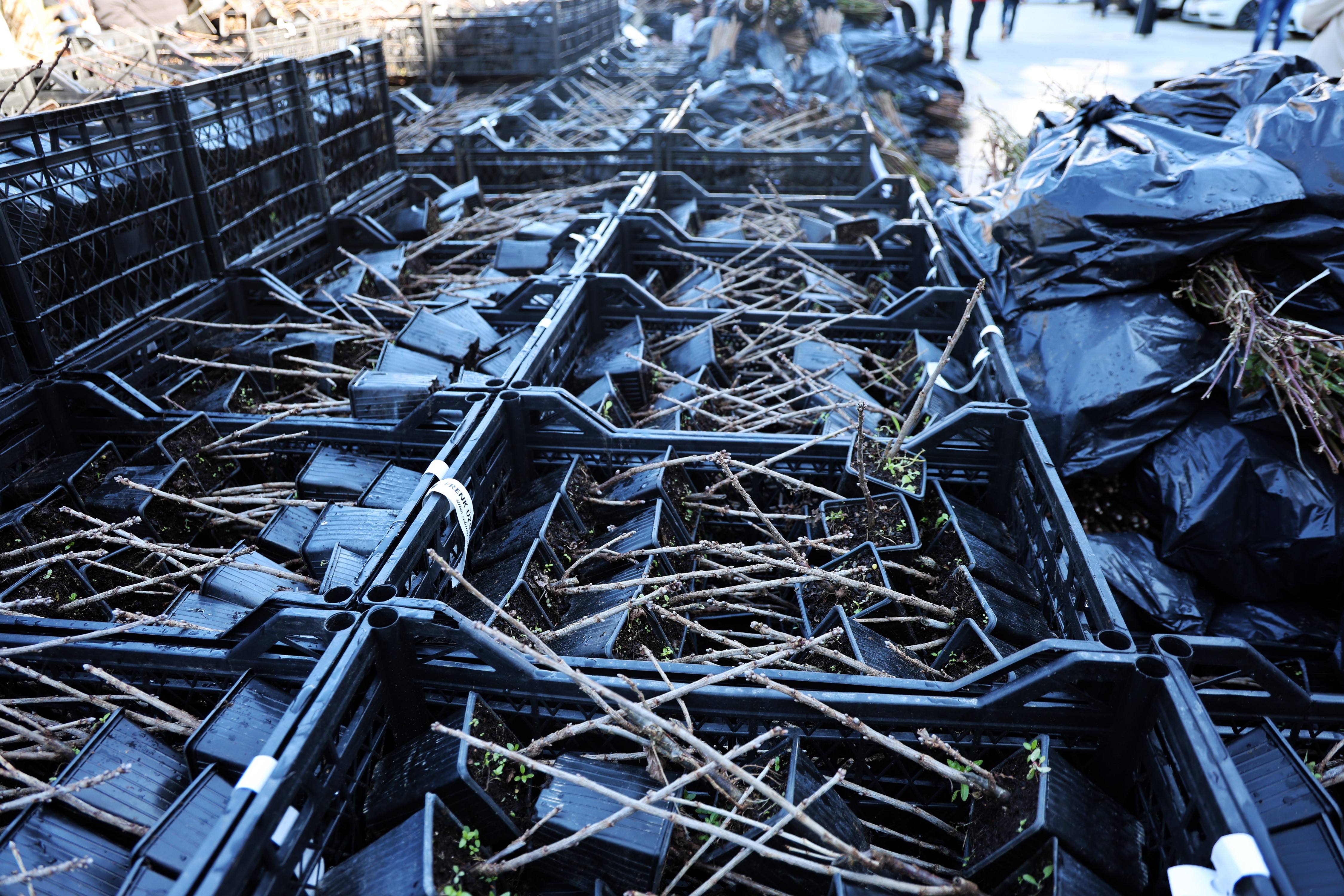 50 Bin Adet Üzümsü Fidan Dağıtıldı (3)