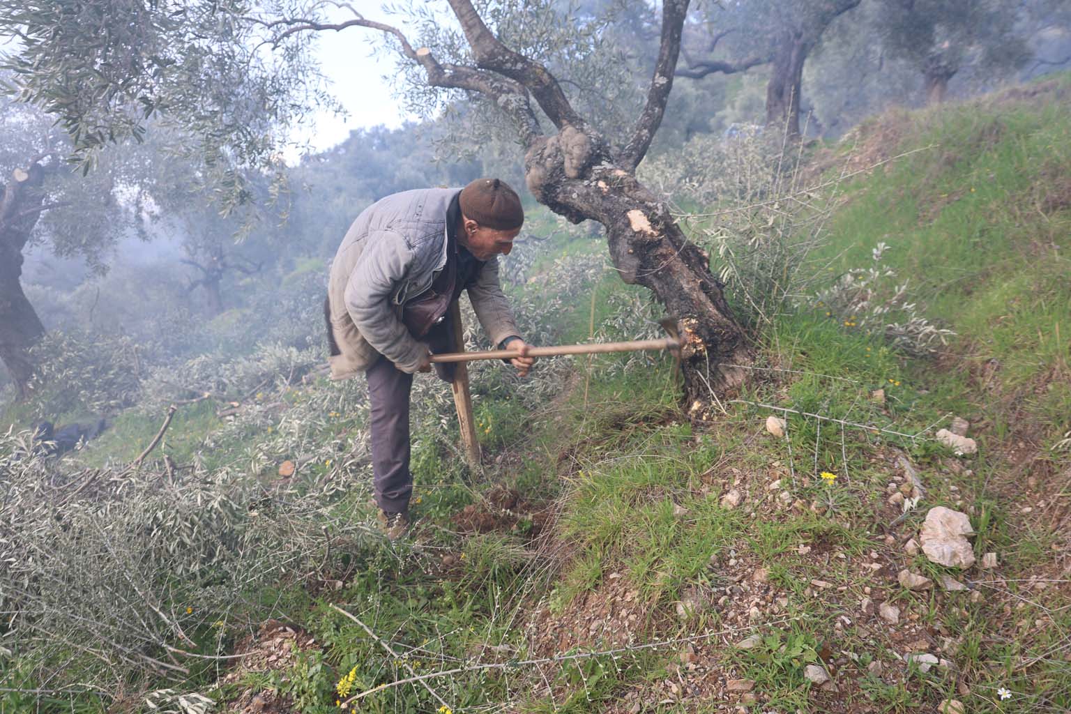 Aydın’da 78 Yıldır Tek Ayağı Ile Dağ, Bayır Çalışıyor (3)
