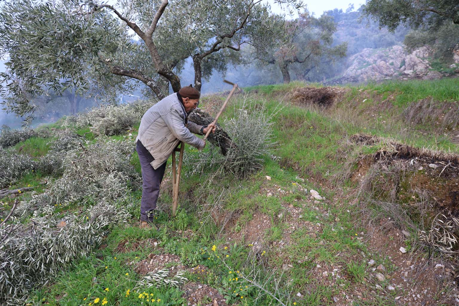 Aydın’da 78 Yıldır Tek Ayağı Ile Dağ, Bayır Çalışıyor (4)