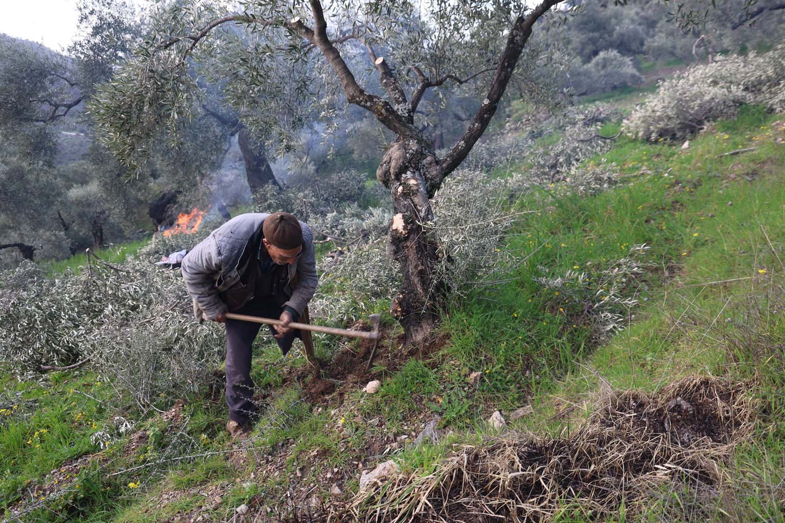 Aydın’da 78 Yıldır Tek Ayağı Ile Dağ, Bayır Çalışıyor (5)