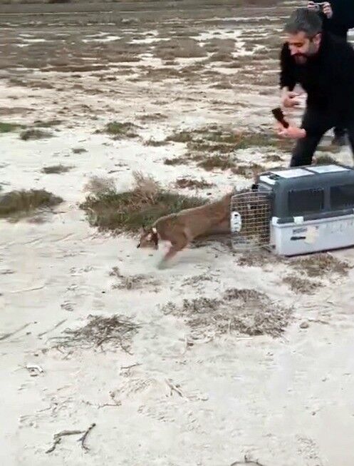 Aydın’da Ağır Yaralı Bulunmuştu, Saz Kedisi Sağlığına Kavuştu (1)