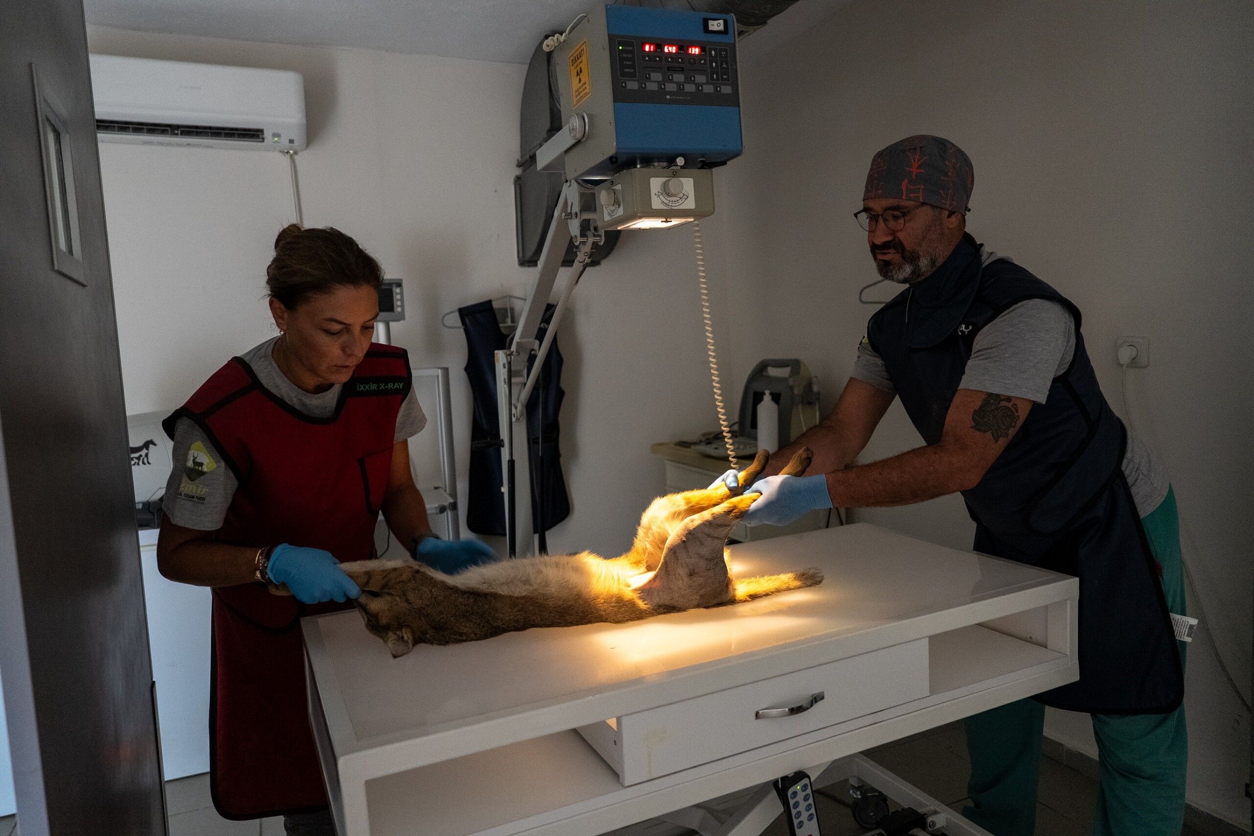 Aydın’da Ağır Yaralı Bulunmuştu, Saz Kedisi Sağlığına Kavuştu (3)