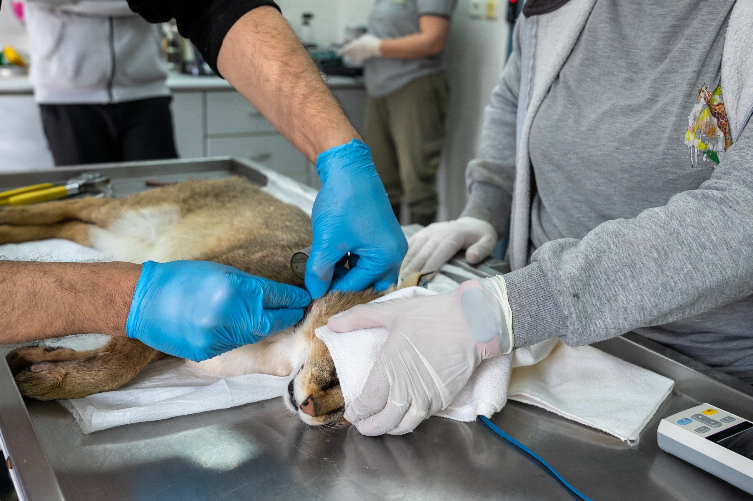 Aydın’da Ağır Yaralı Bulunmuştu, Saz Kedisi Sağlığına Kavuştu (5)