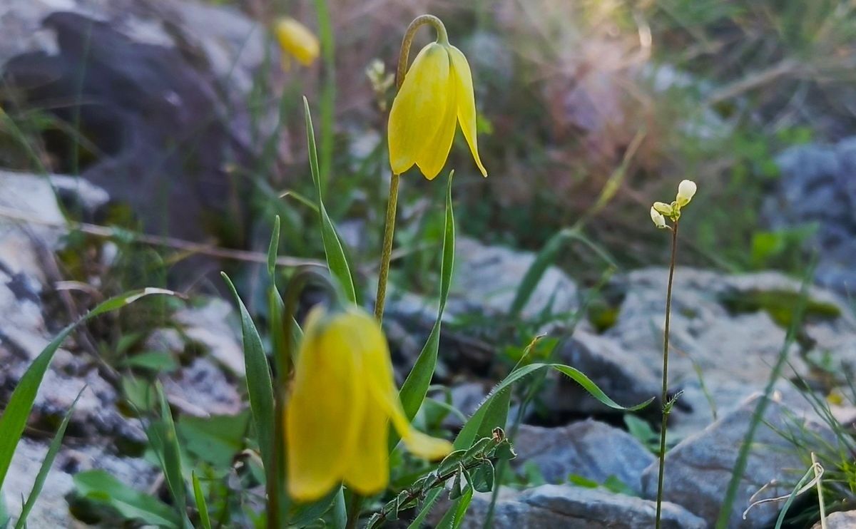 Aydın’da Ağlayan Gelinler Çiçek Açtı (6)