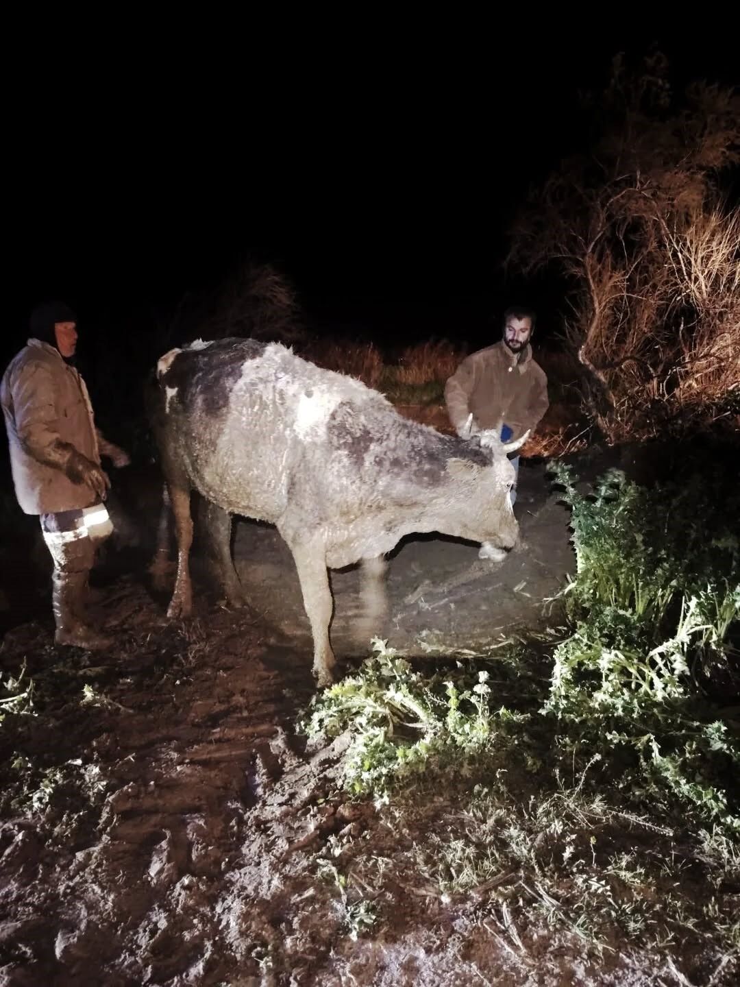 Aydın’da Büyükbaş Hayvan Bataklığa Saplandı (3)