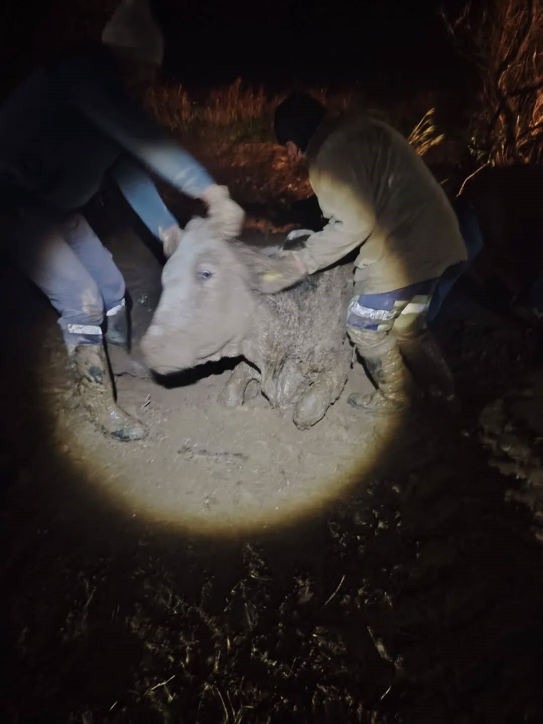 Aydın’da Büyükbaş Hayvan Bataklığa Saplandı (4)