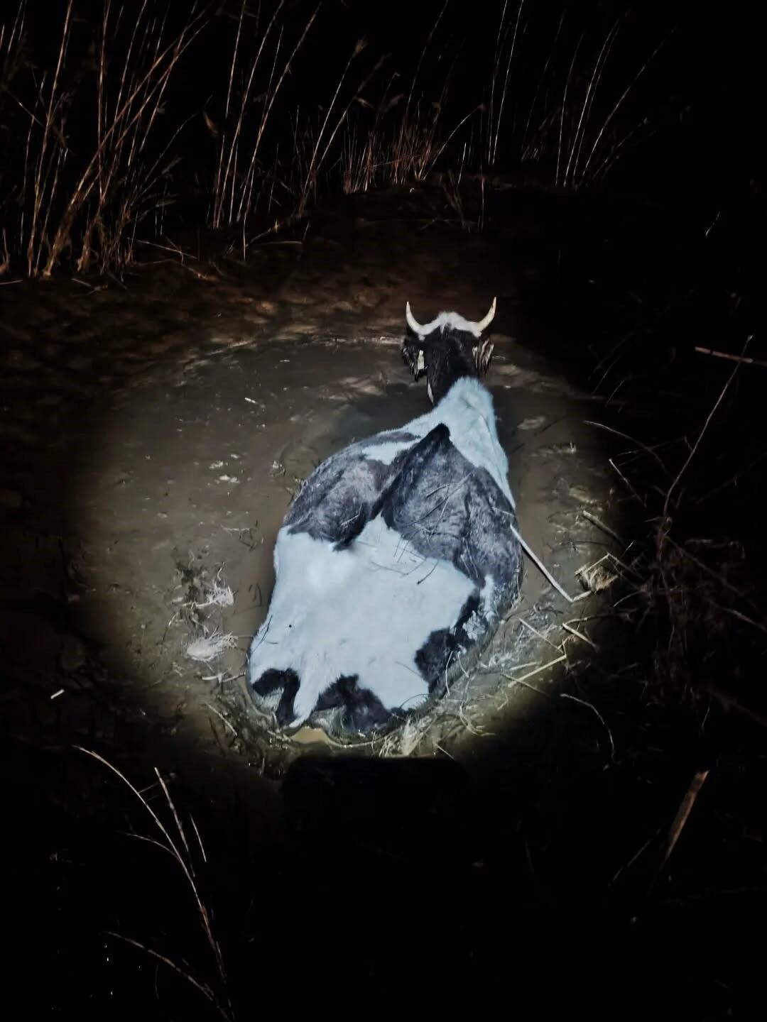 Aydın’da Büyükbaş Hayvan Bataklığa Saplandı (5)