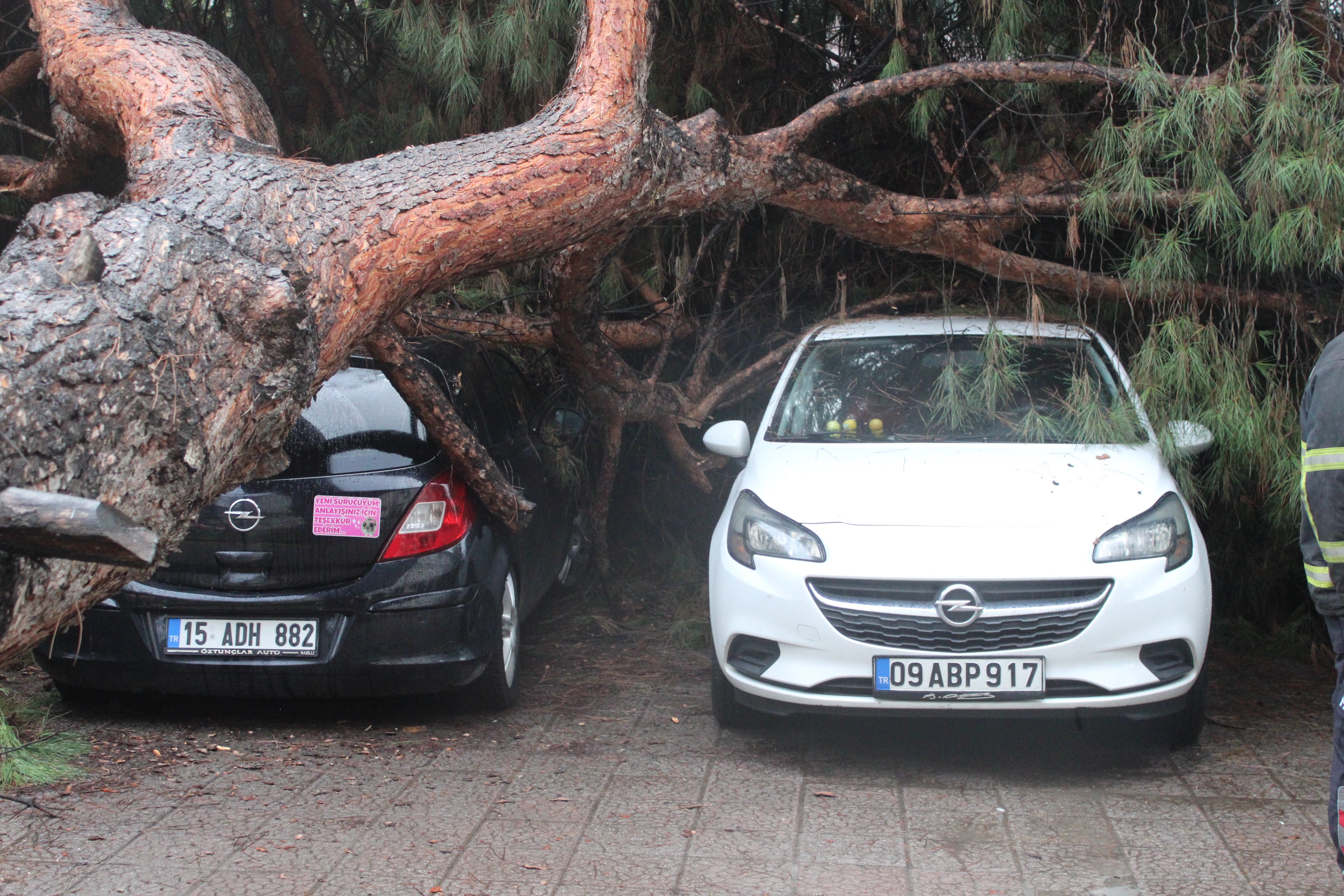 Aydın’da Hastane Bahçesinde Ağaç Devrildi (5)