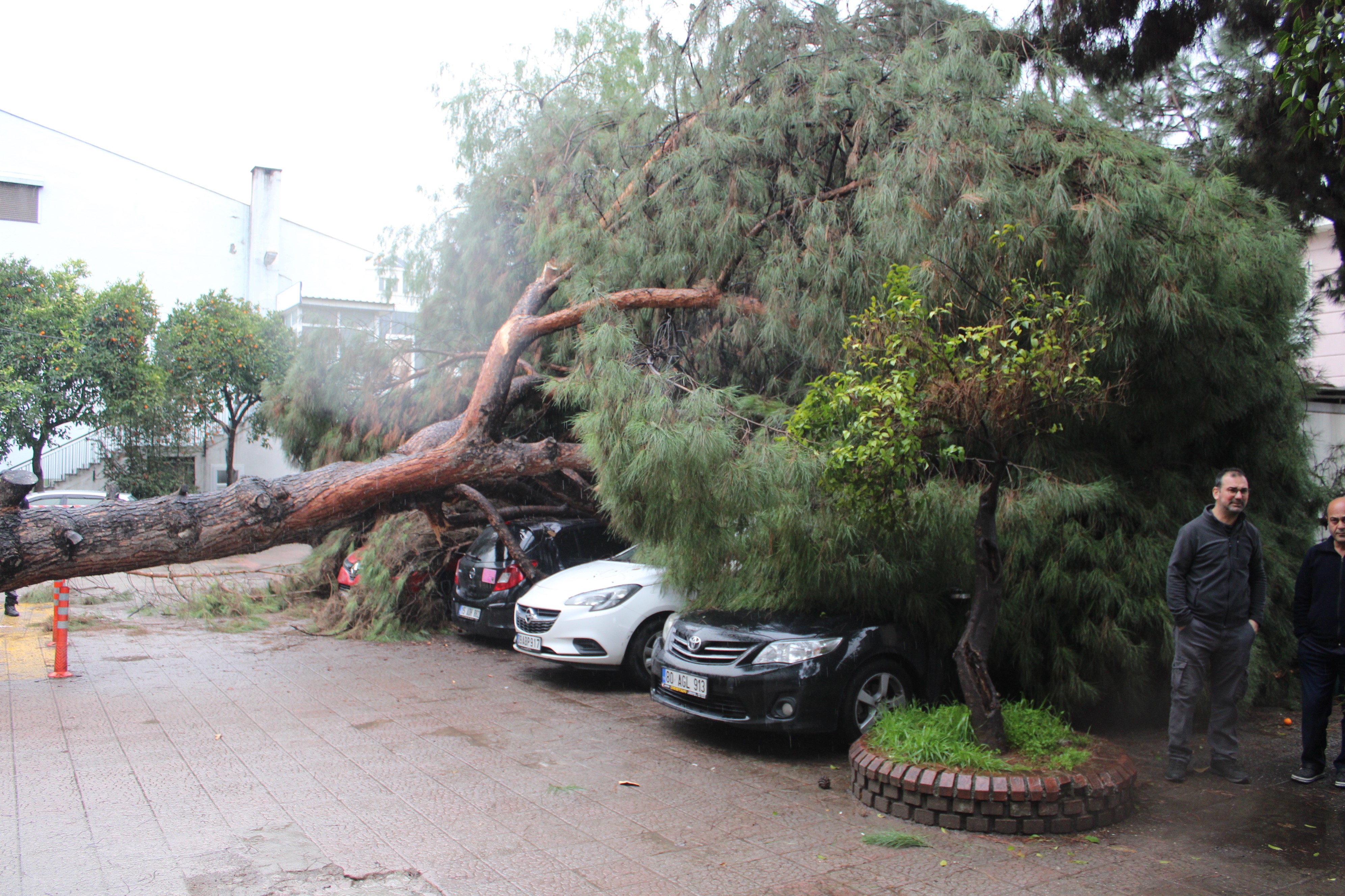 Aydın’da Hastane Bahçesinde Ağaç Devrildi (7)