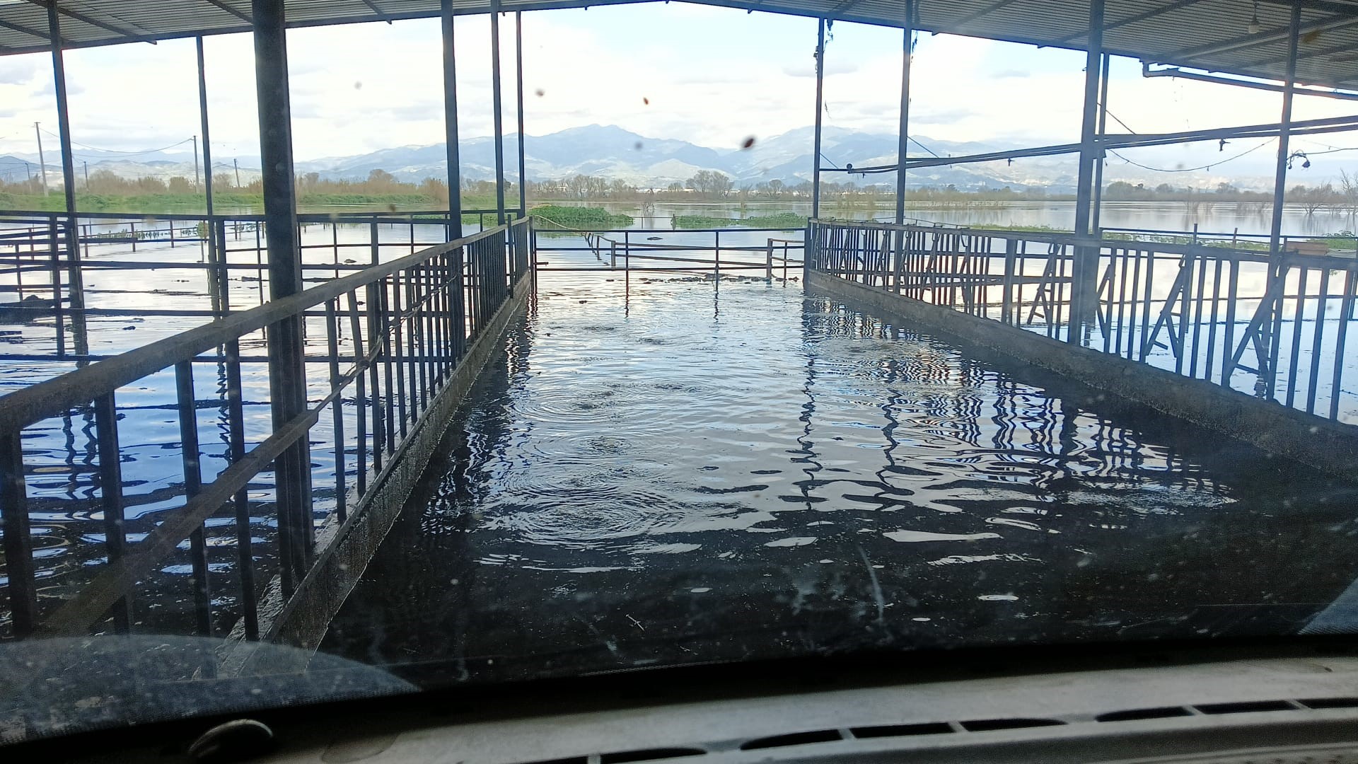 Aydın’da Hayvan Damlarını Su Bastı (3)