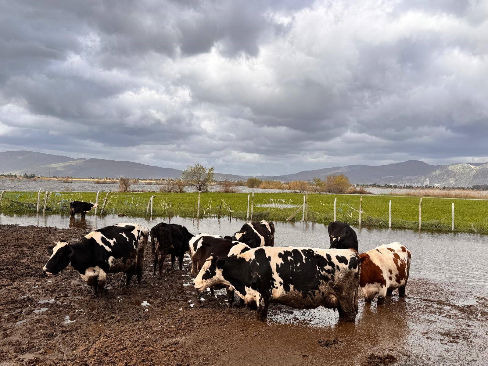 Aydın’da Hayvanlar Güvenli Bölgeye Alınıyor (1)