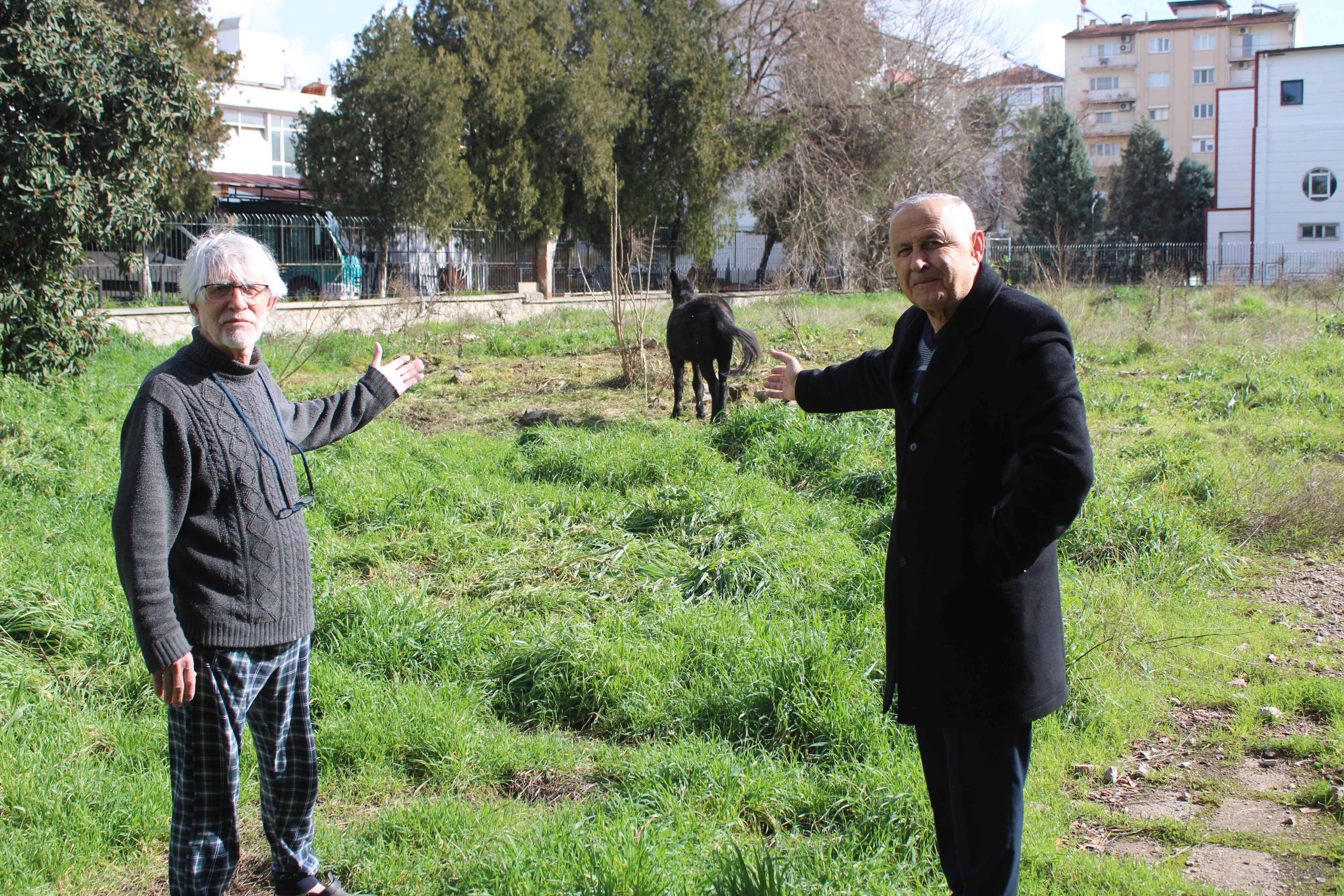Aydın’da Iki Katırı Ölüme Terk Ettiler (2)