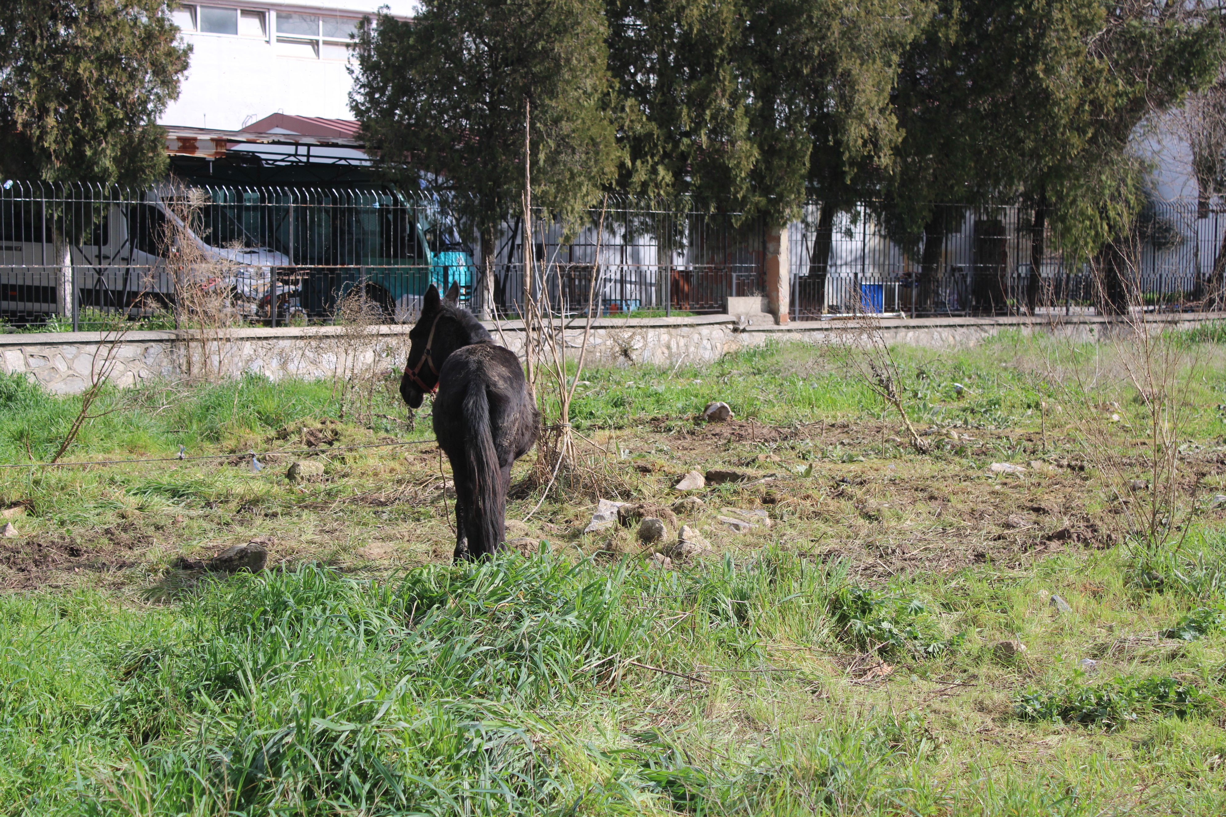 Aydın’da Iki Katırı Ölüme Terk Ettiler (4)