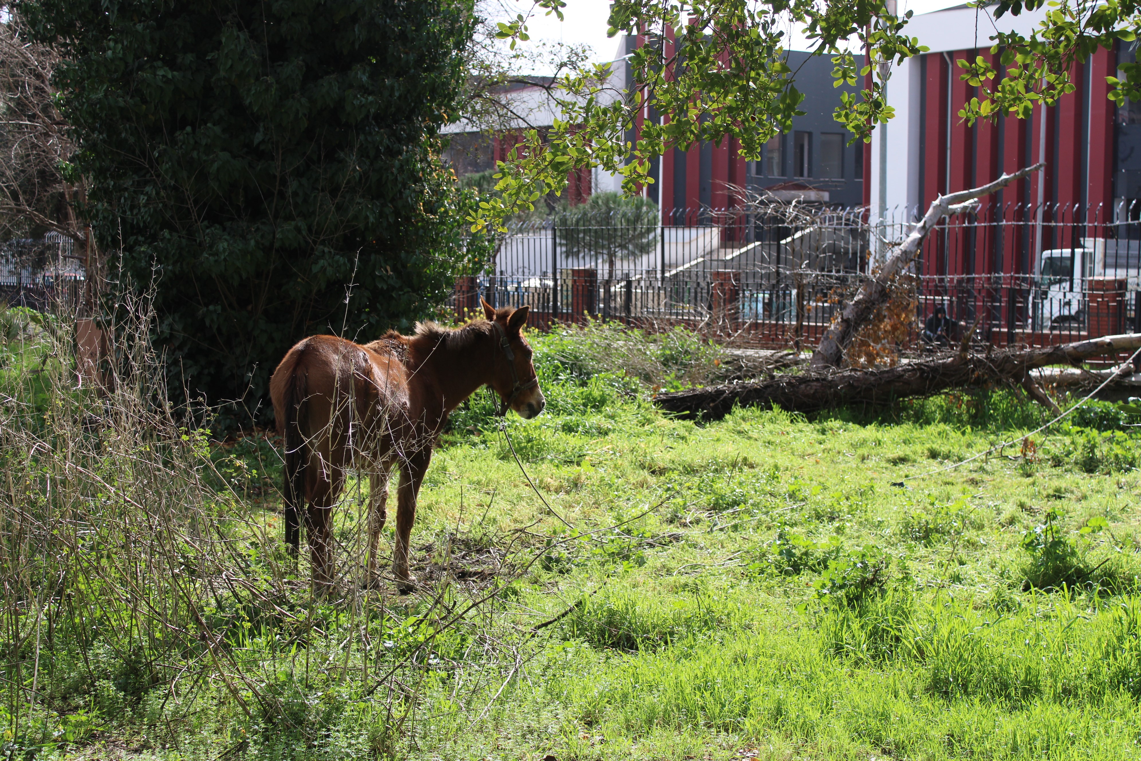 Aydın’da Iki Katırı Ölüme Terk Ettiler (6)