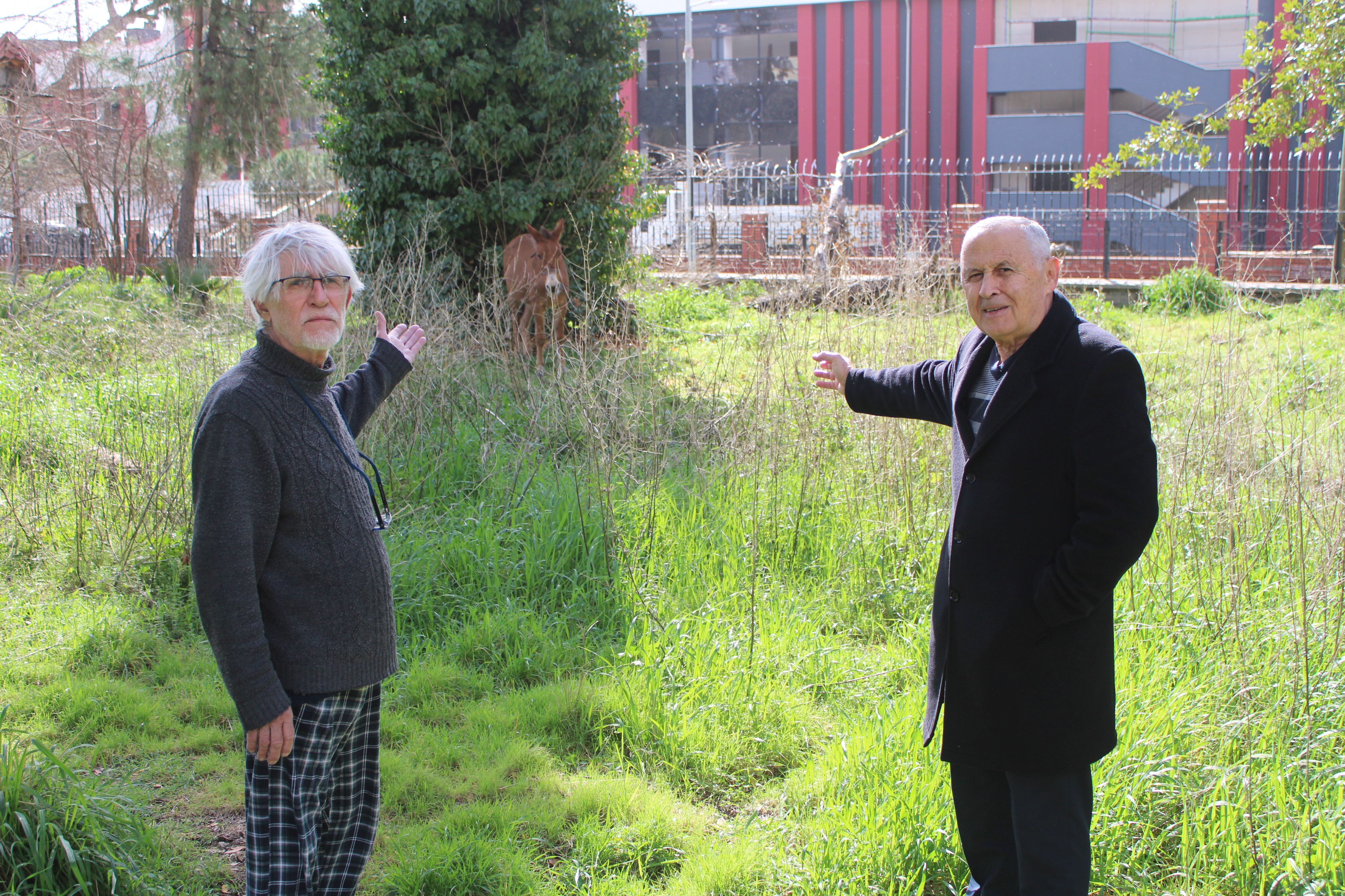Aydın’da Iki Katırı Ölüme Terk Ettiler (7)