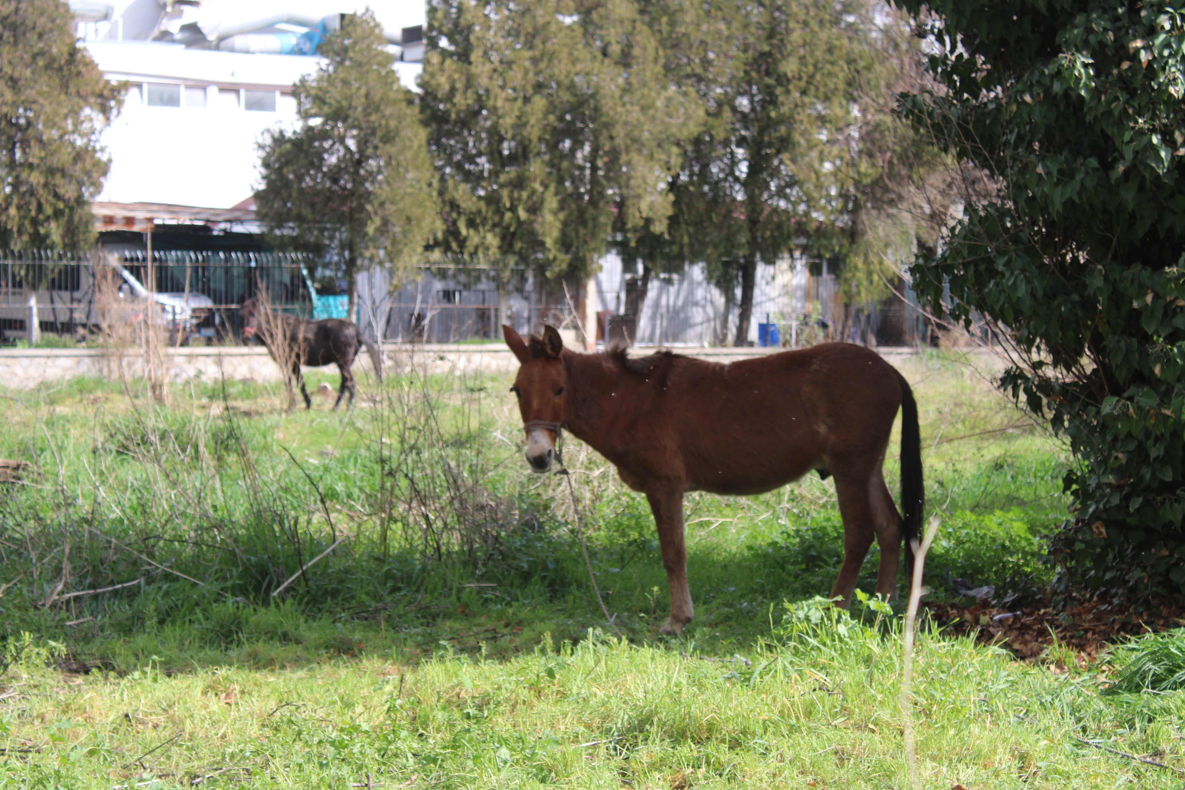 Aydın’da Iki Katırı Ölüme Terk Ettiler (8)