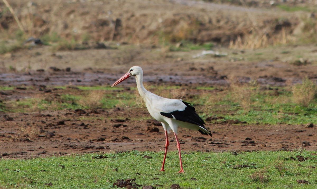 Aydın’da Ilk Leyleği Gördü, Bir Çuval Unu Kaptı (2)