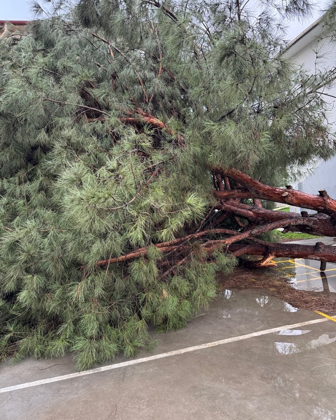 Aydın’da Okul Bahçesindeki Ağaçlar Devrildi (2)