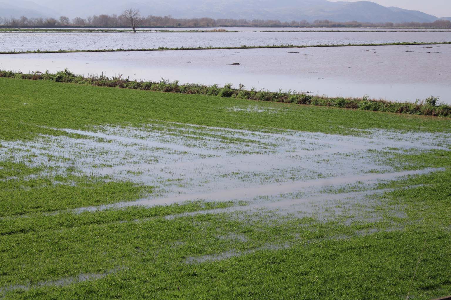 Aydın’da Tarlalar Sular Altında, Menderes Taştı (8)