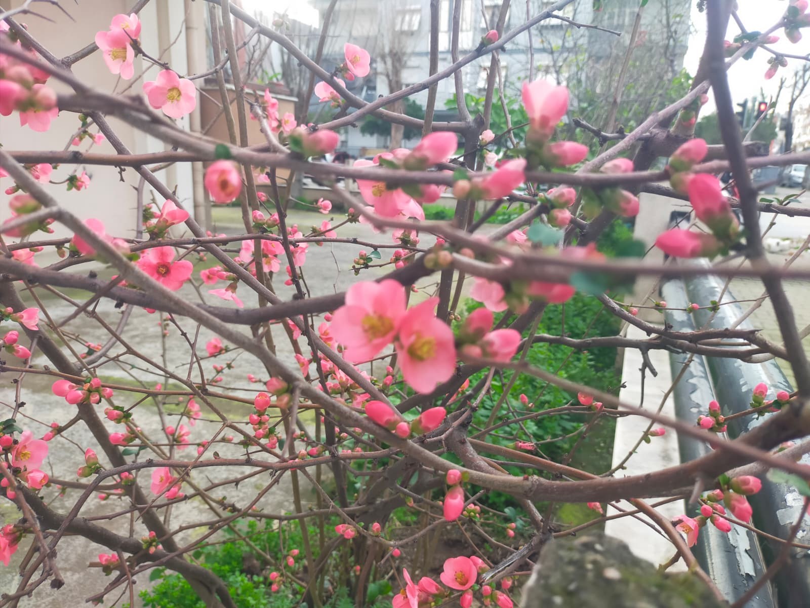 Ayva Çiçek Açtı, Yaz Mı Gelecek (2)