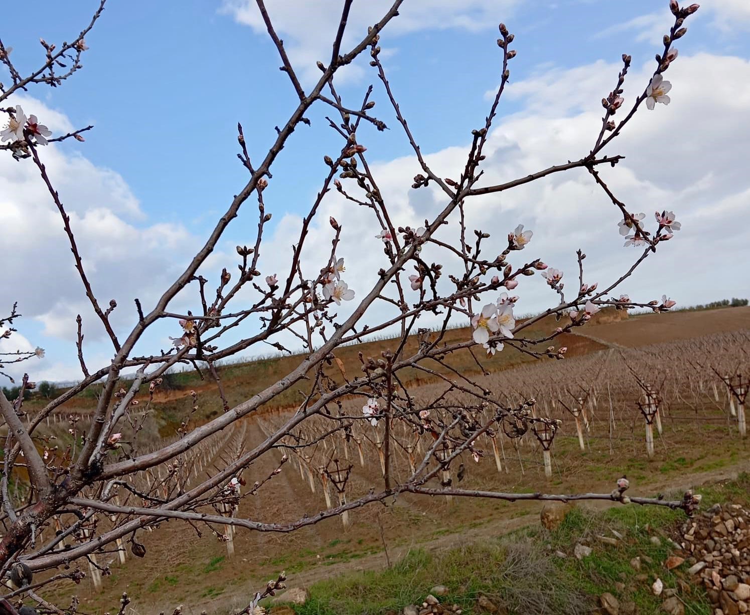 Badem Ağaçları Çiçek Açtı, Çiftçi Endişelendi (2)
