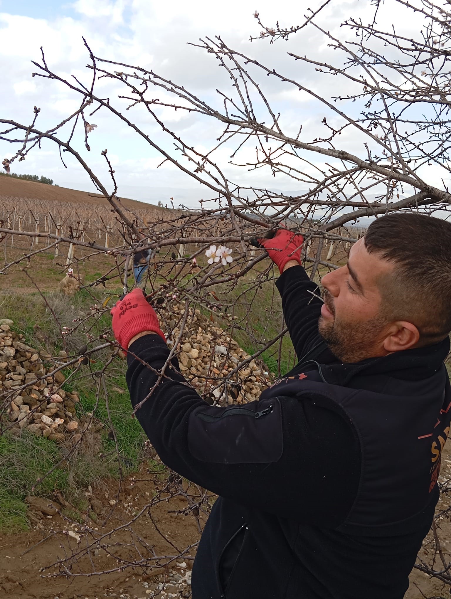 Badem Ağaçları Çiçek Açtı, Çiftçi Endişelendi (5)