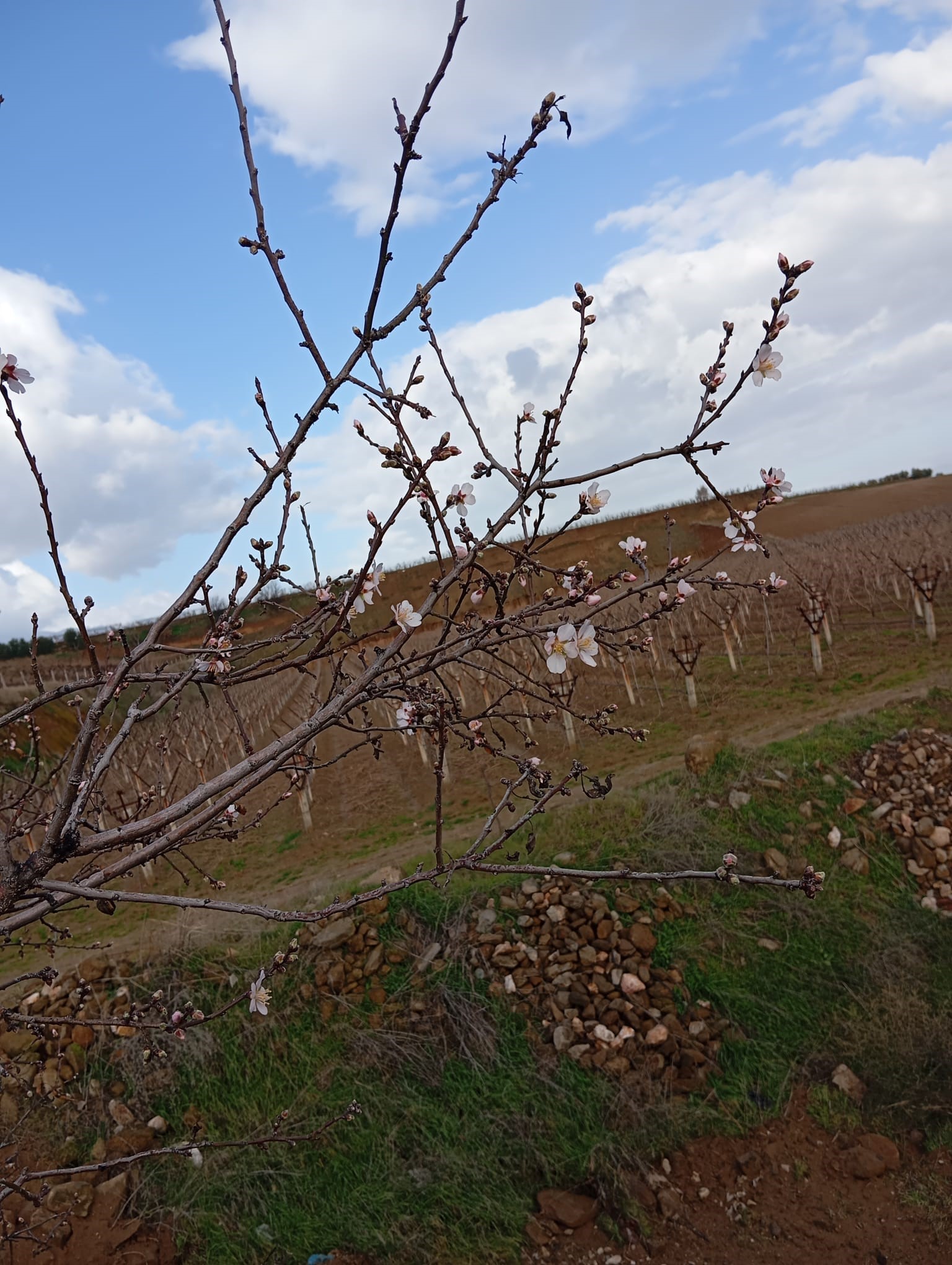 Badem Ağaçları Çiçek Açtı, Çiftçi Endişelendi (6)