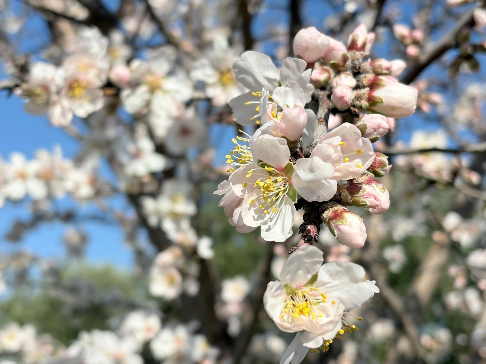 Badem Çiçek Açtı, Üretici Endişelendi (2)