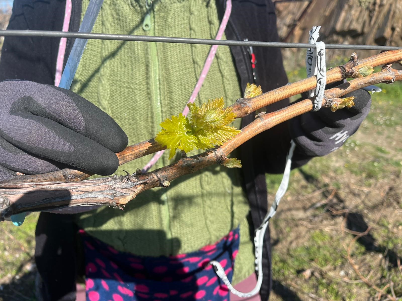 Bağlarda Erken Uyanış Korkutuyor (2)